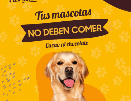 Las mascotas no deben comer chocolate